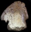 Hadrosaur Ungual (Foot Claw) - Montana #34560-4